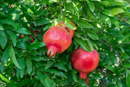 خواص میوه انار چیست ؟